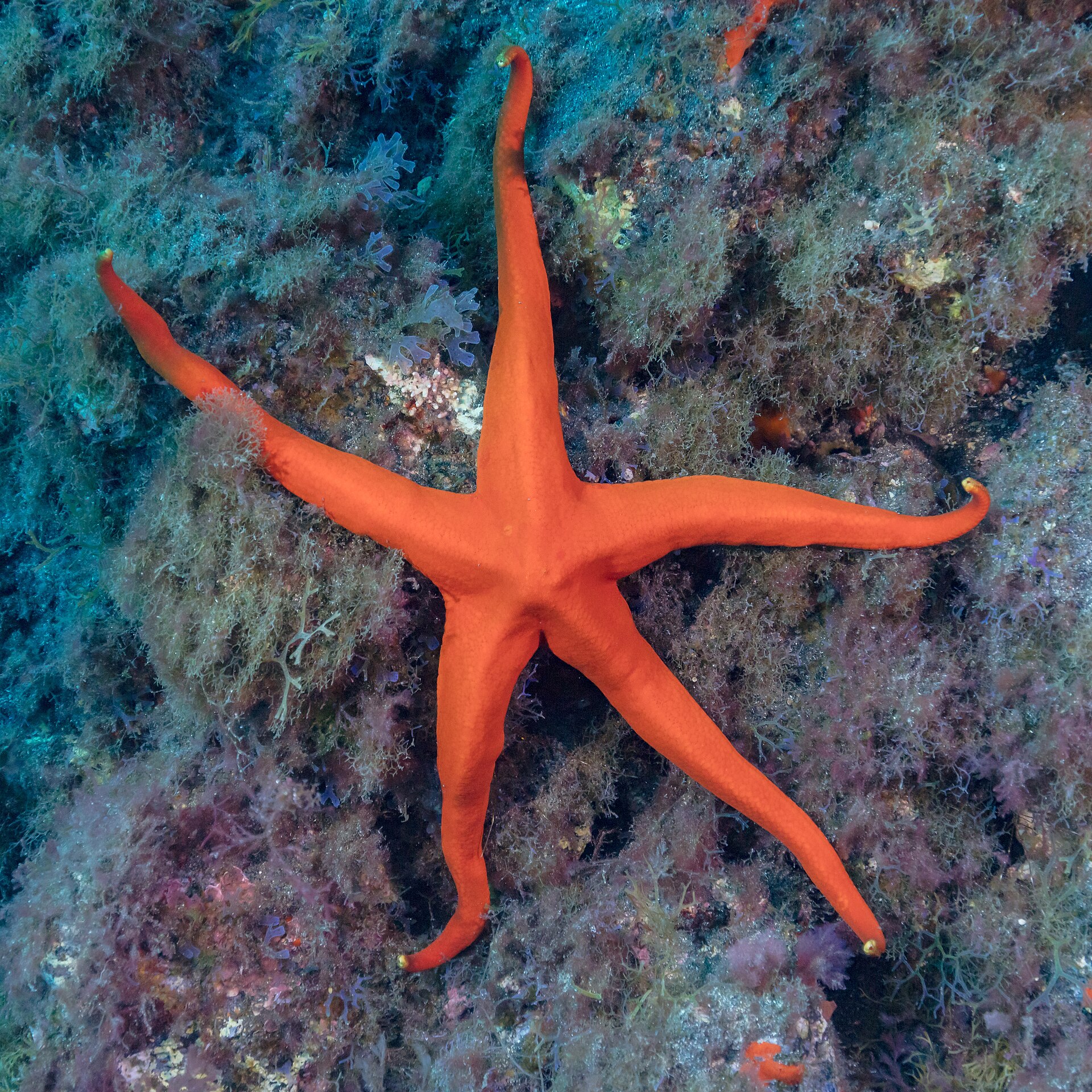 Buceo en Corralejo: inmersiones imprescindibles