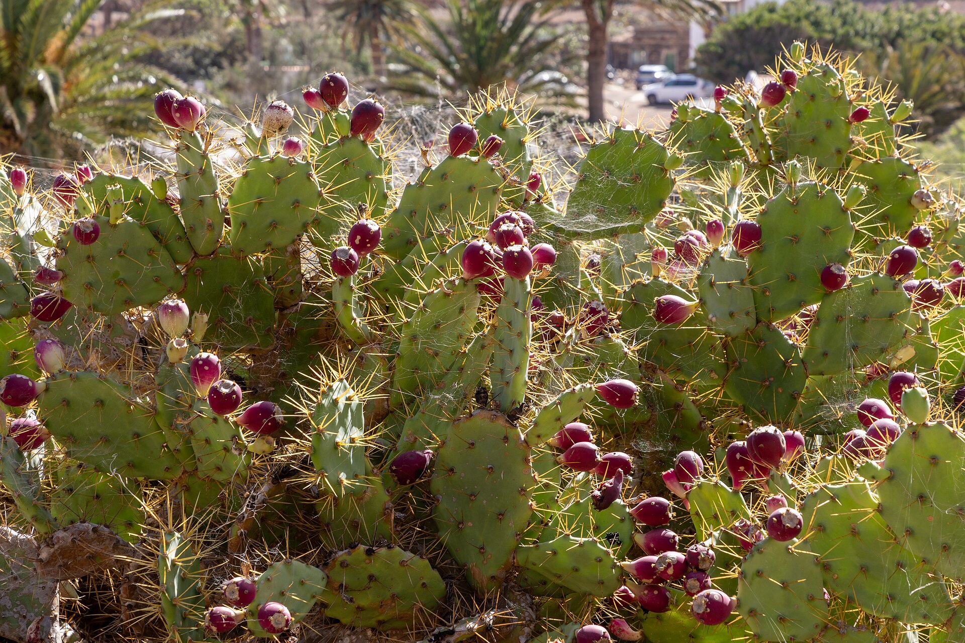 Pueblo de Betancuria, antigua capital de Fuerteventura