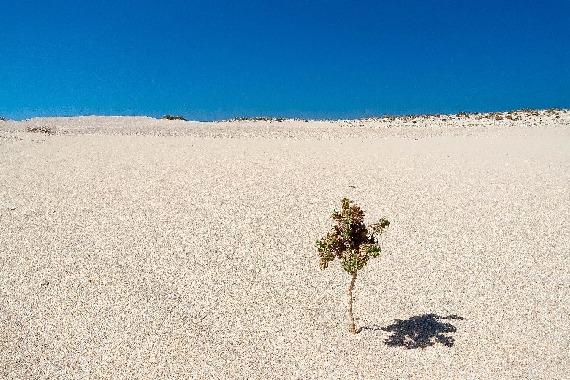 Playas del Parque Natural de las Dunas de Corralejo: guía completa